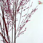 Panicum Dyed