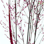 Panicum Dyed