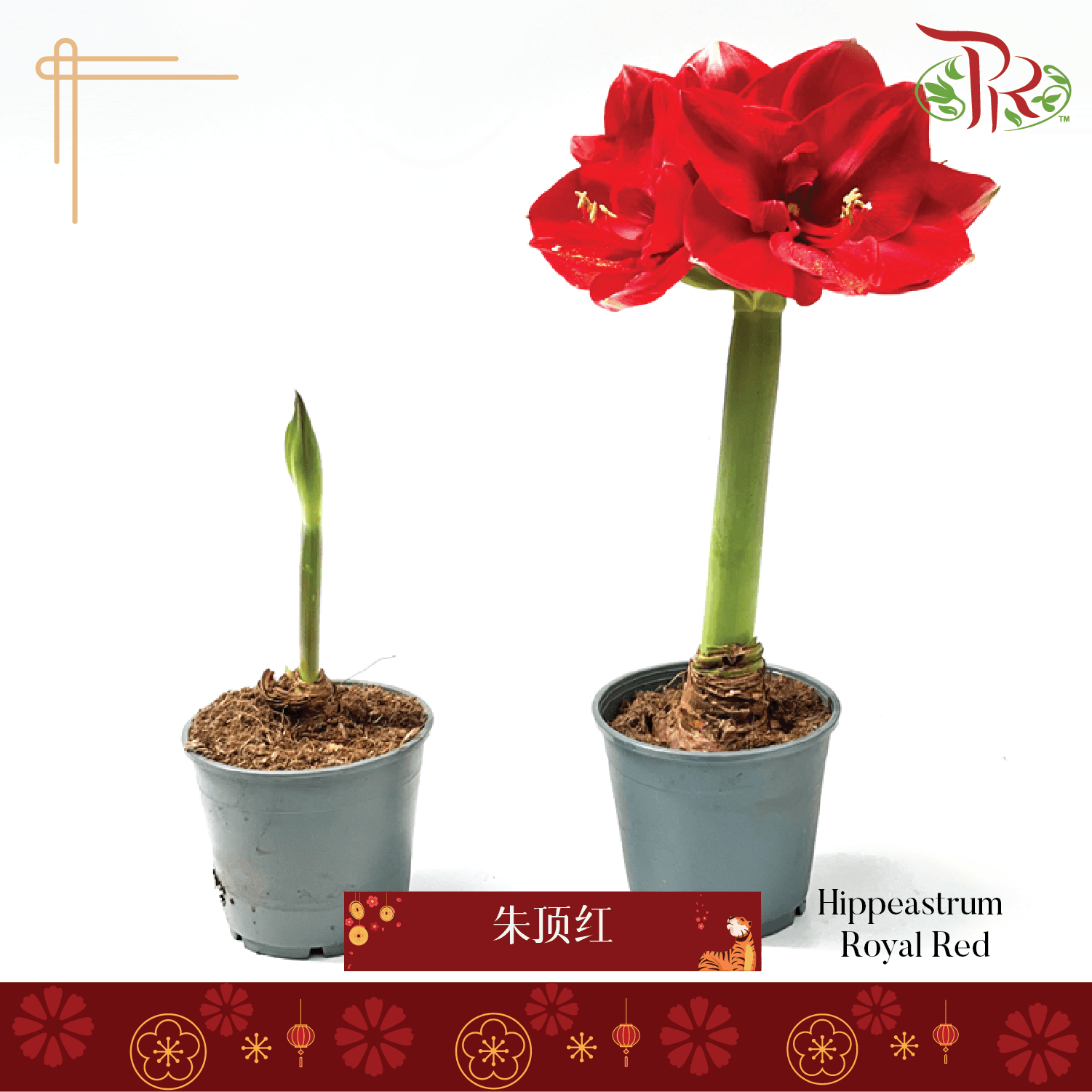 Hippeastrum 《朱顶红》PROMOTION- 2 flower shoots - Pudu Ria Florist