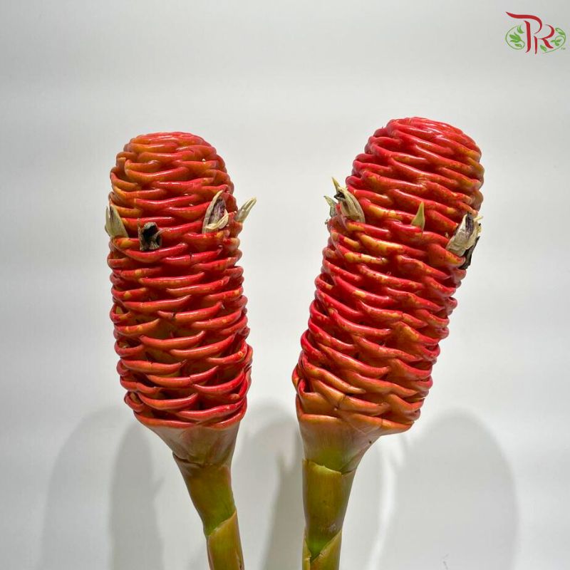 Shampoo Ginger Peach