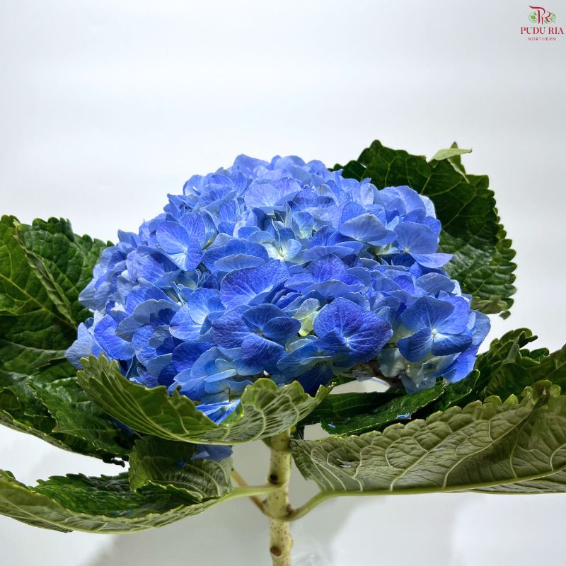 Hydrangea 《绣球花》