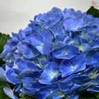 Hydrangea 《绣球花》