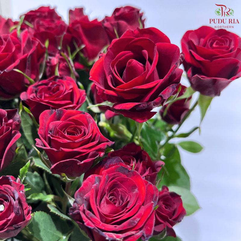 Rose Spray 《多头玫瑰》