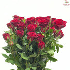 Rose Spray 《多头玫瑰》