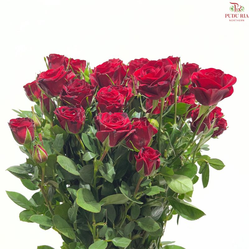 Rose Spray 《多头玫瑰》