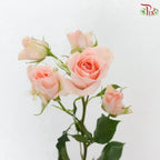 Rose Spray