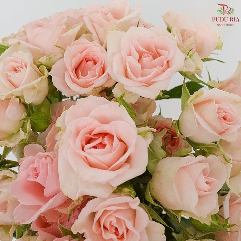 Rose Spray
