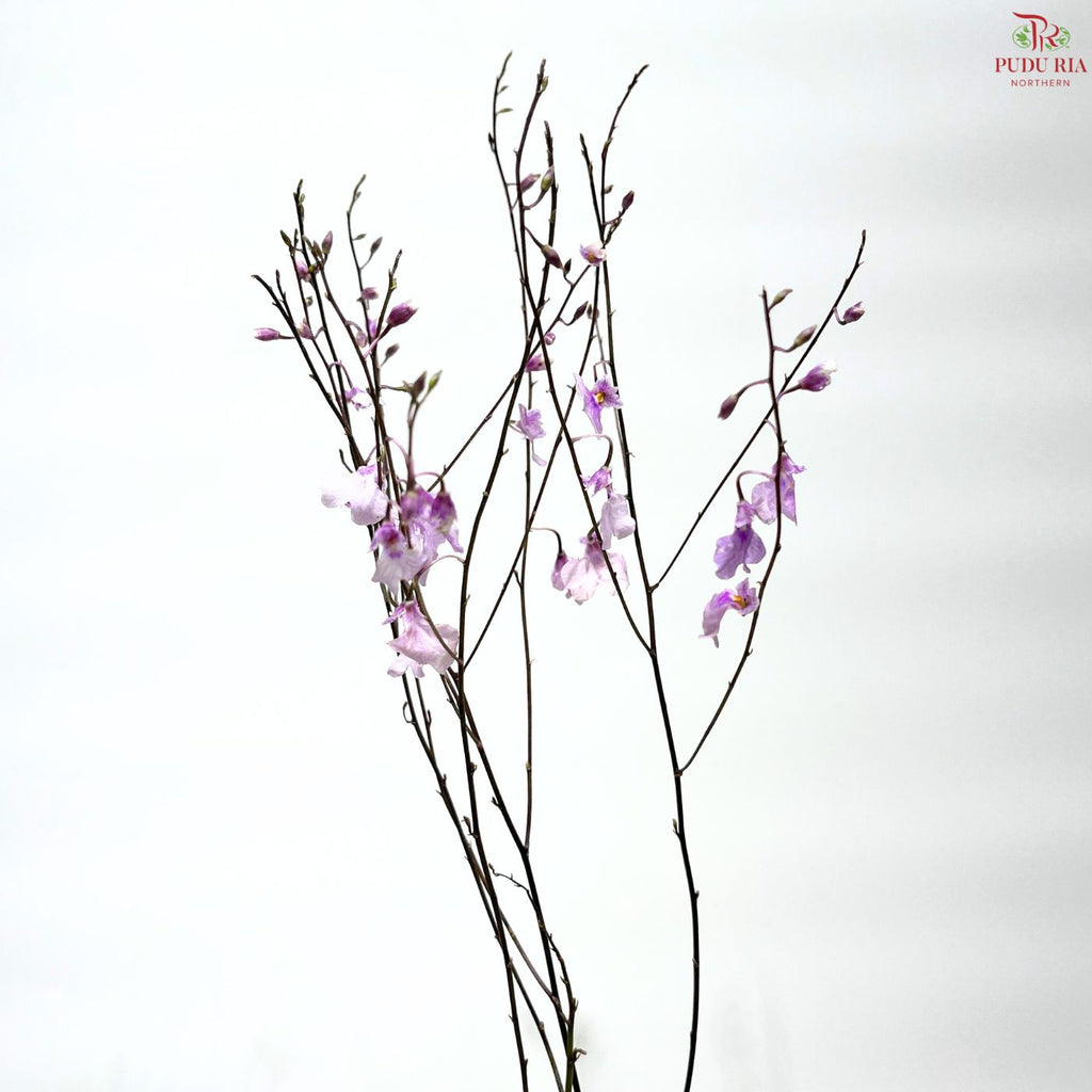 Orchid Oncidium Dancing Lady