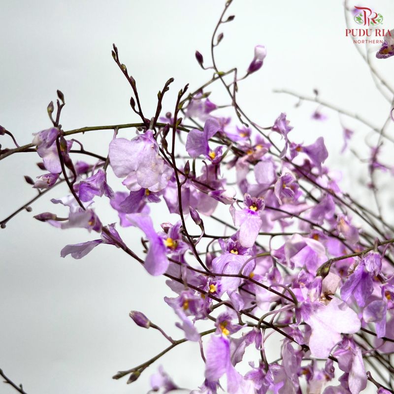 Orchid Oncidium Dancing Lady