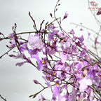 Orchid Oncidium Dancing Lady