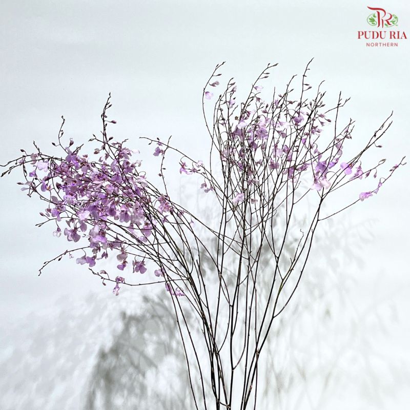 Orchid Oncidium Dancing Lady