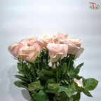 Rose AA