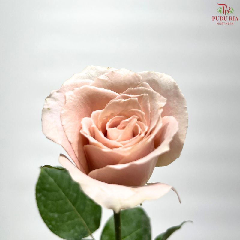 Rose AA