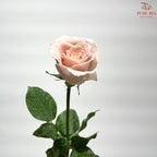 Rose AA