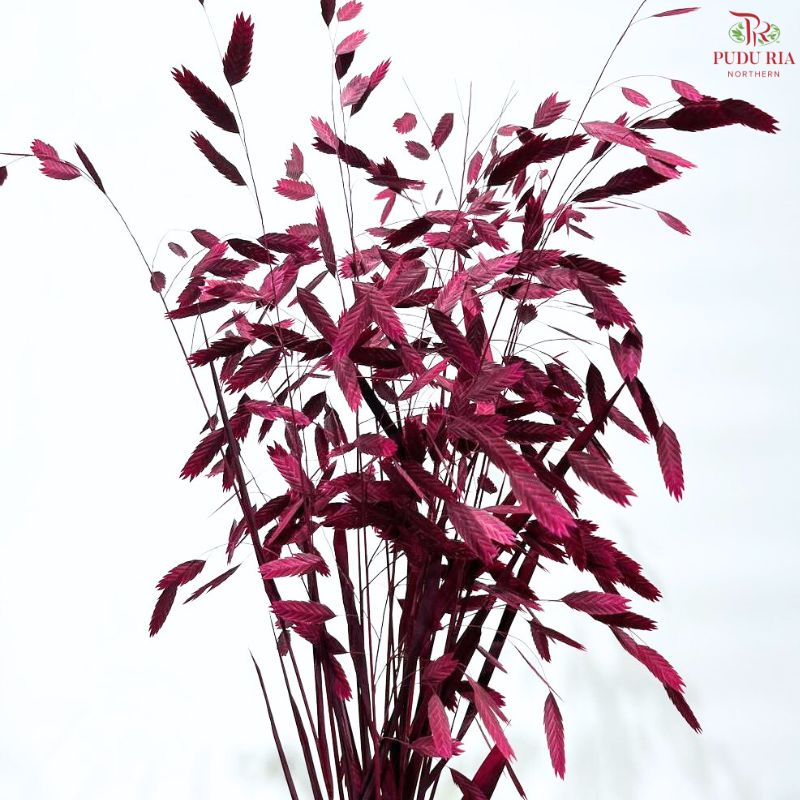 Dry Chasmanthium ( Bleached Little Hope Grass )