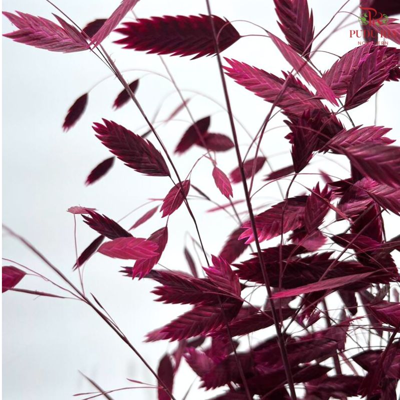 Dry Chasmanthium ( Bleached Little Hope Grass )