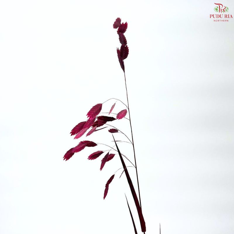 Dry Chasmanthium ( Bleached Little Hope Grass )