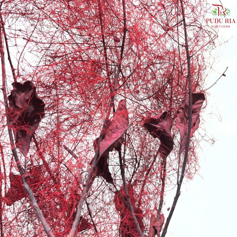 Preserved Cotinus