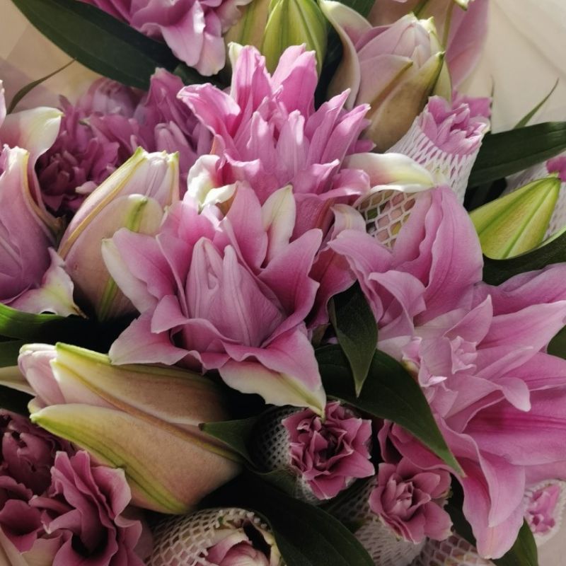 Lily 4+ 《百合花》
