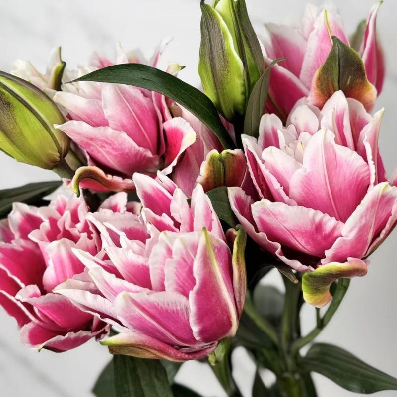 Lily 4+ 《百合花》