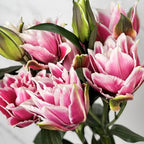 Lily 4+ 《百合花》