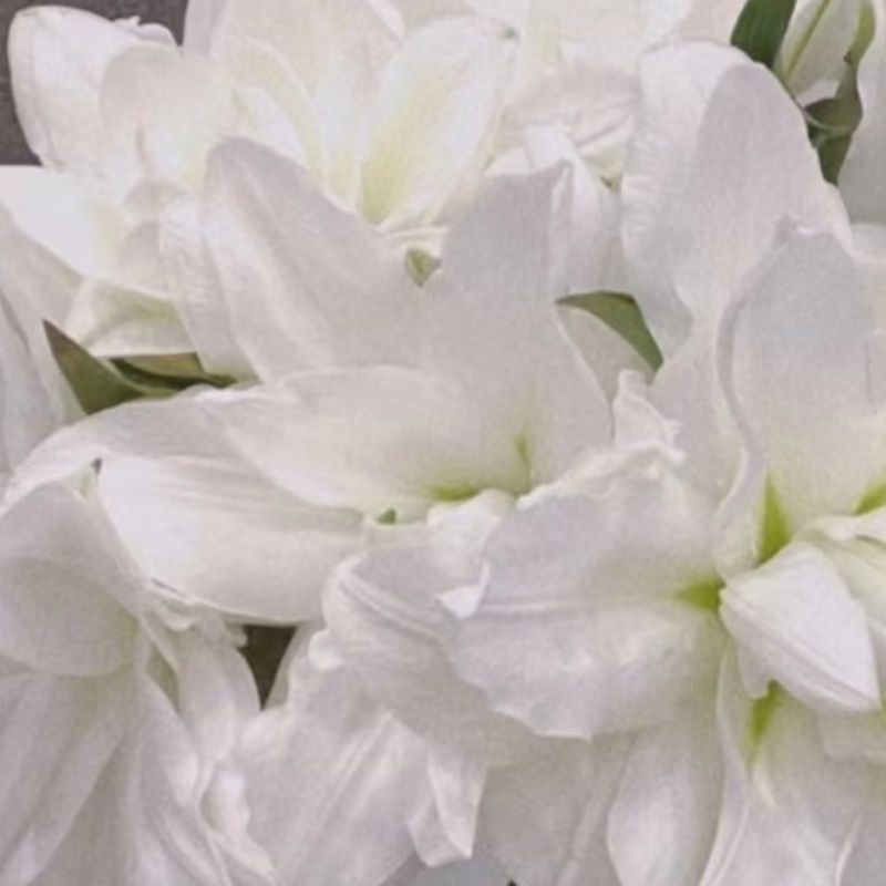Lily 4+ 《百合花》