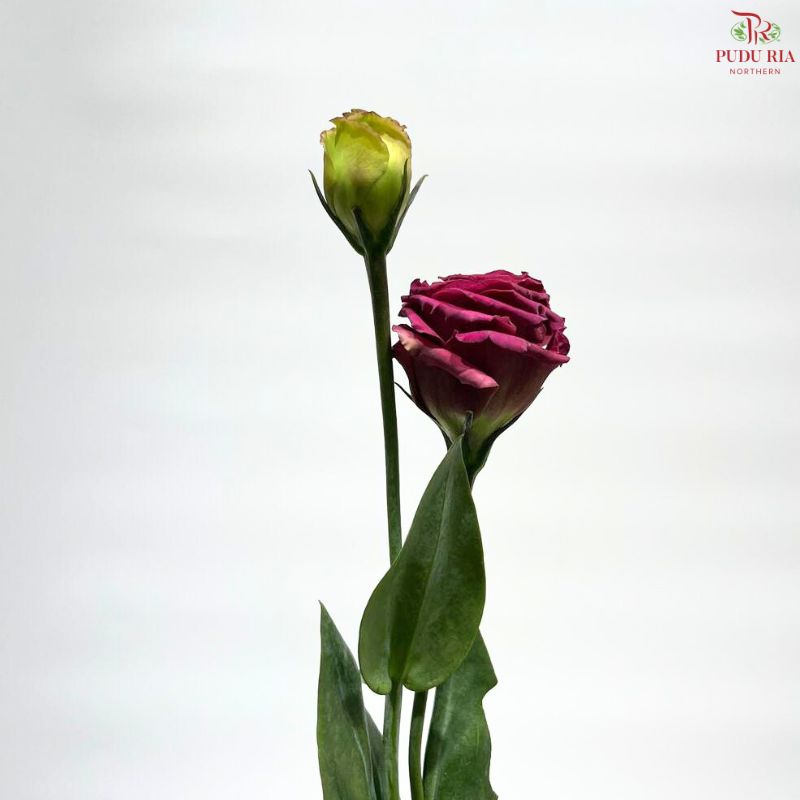 Eustoma《洋桔梗》