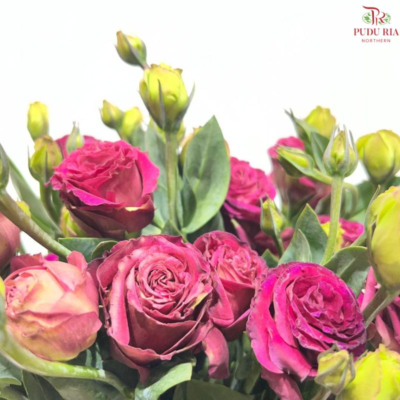 Eustoma《洋桔梗》