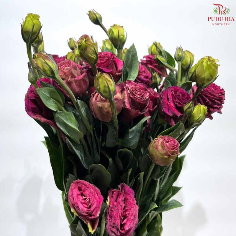 Eustoma《洋桔梗》