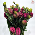 Eustoma《洋桔梗》