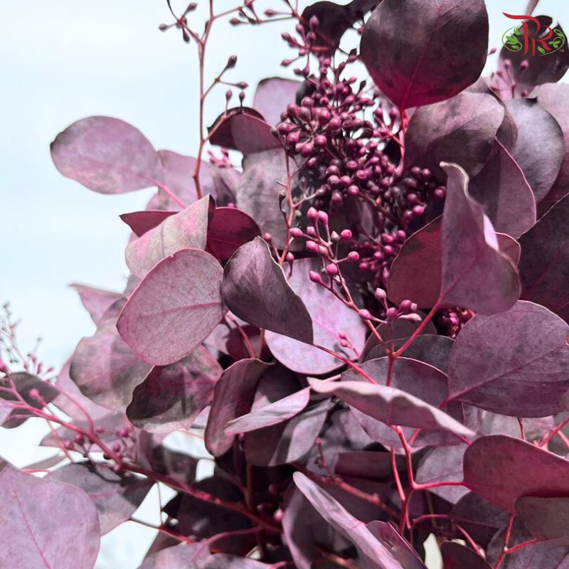 Eucalyptus Berry Dyed (Round Leaf)