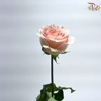 Rose Premium