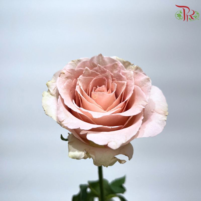 Rose Premium