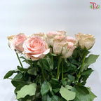 Rose Premium