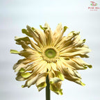 Gerbera Gemini / Pasta