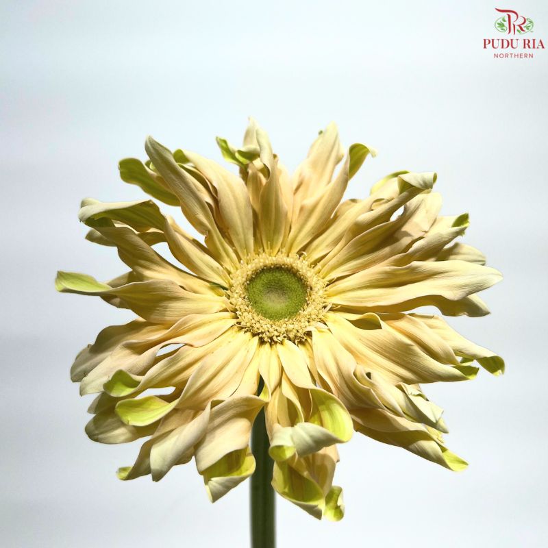 Gerbera Gemini / Pasta