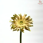 Gerbera Gemini / Pasta