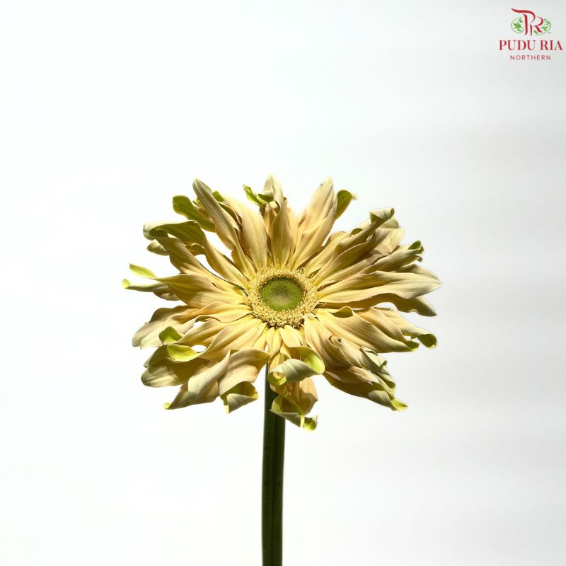 Gerbera Gemini / Pasta