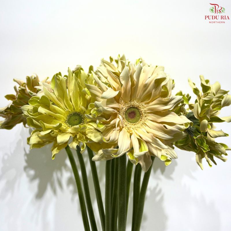 Gerbera Gemini / Pasta