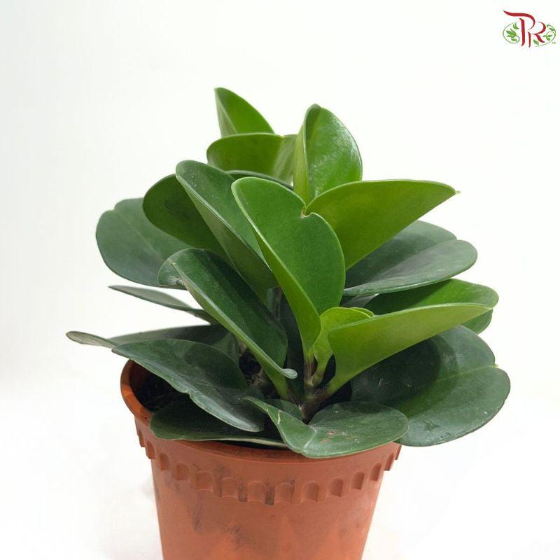 Peperomia Green P12cm