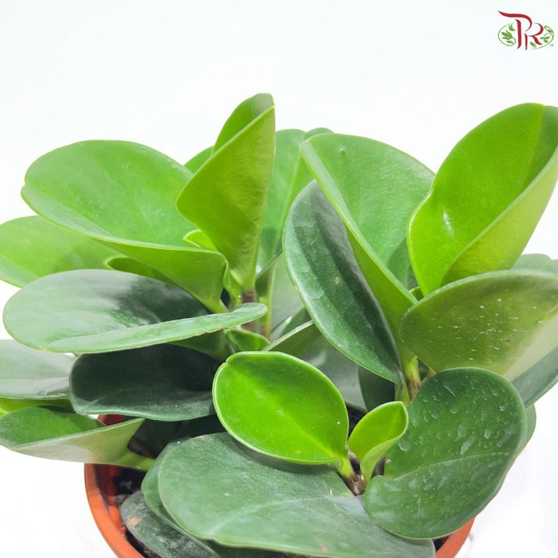 Peperomia Green P12cm