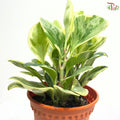 Peperomia Varigated H08 P12cm