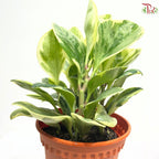 Peperomia Varigated H08 P12cm