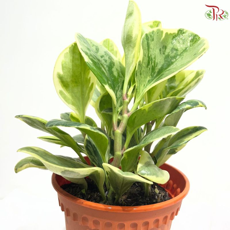 Peperomia Varigated P12cm
