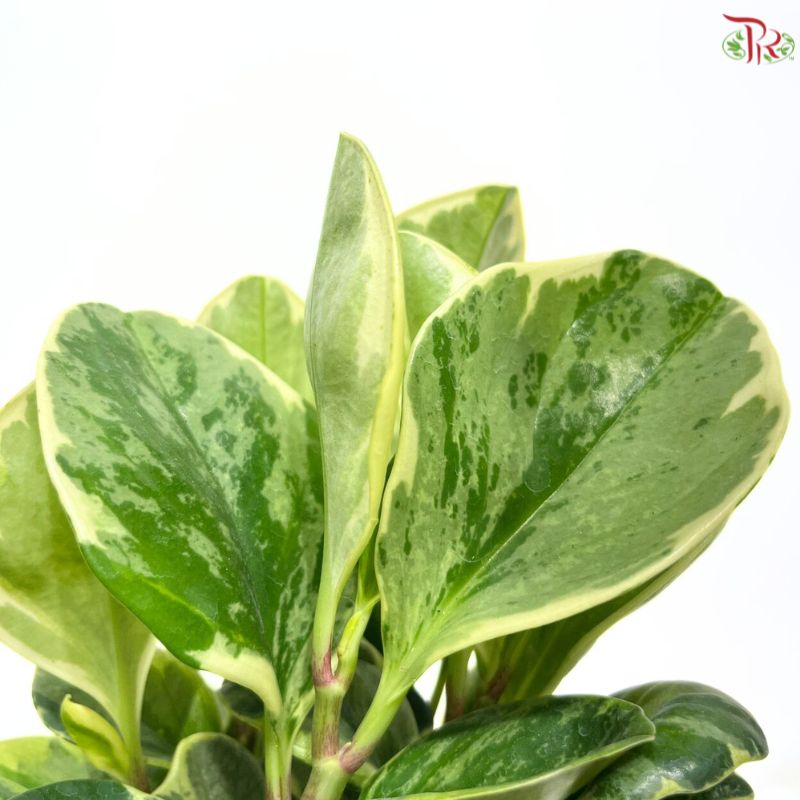 Peperomia Varigated P12cm
