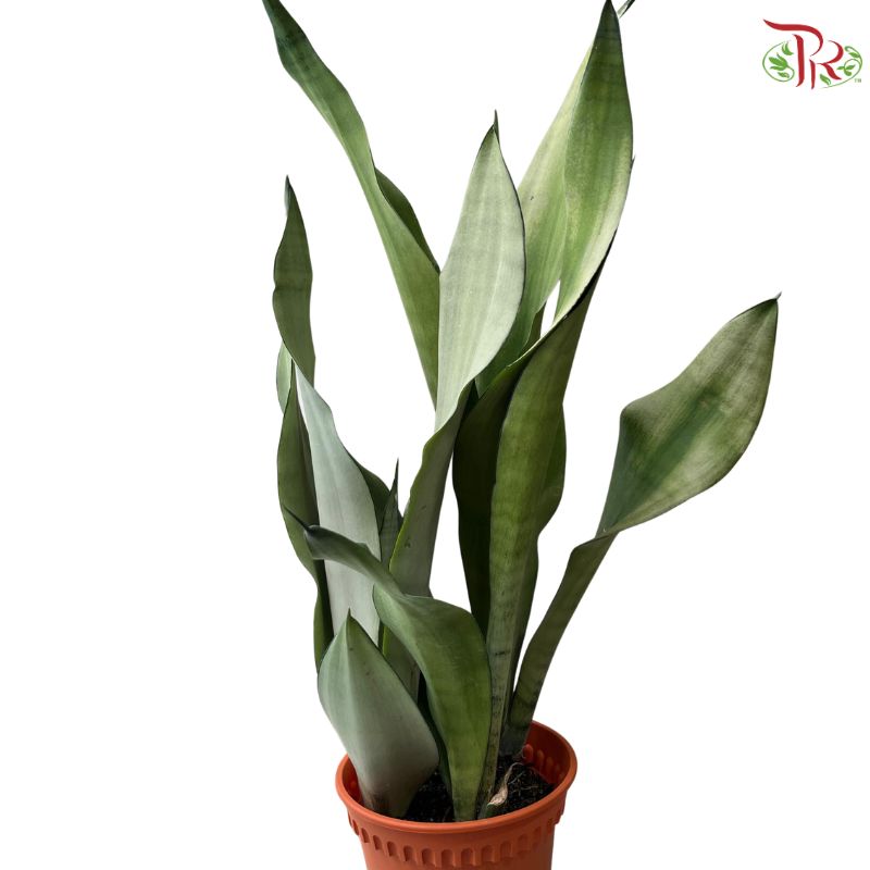 SANSEVIERIA MOONSHINE P120