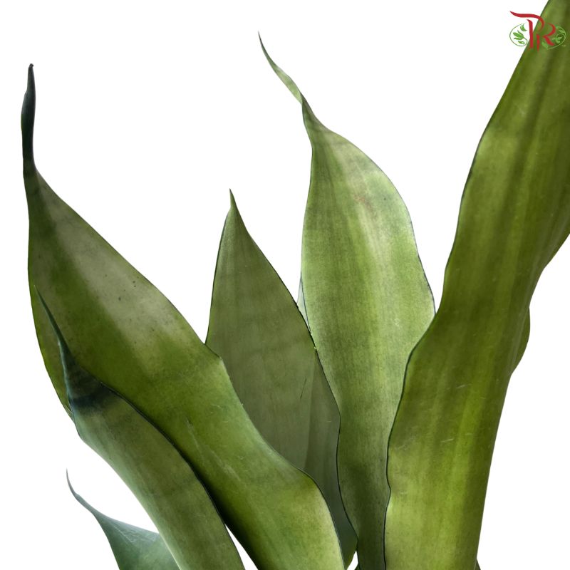 SANSEVIERIA MOONSHINE P120