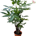 Pachira Multi 《发财树》
