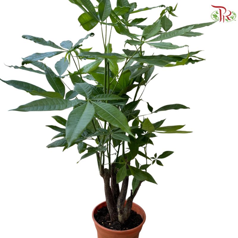Pachira Multi 《发财树》