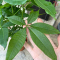 Pachira Multi 《发财树》